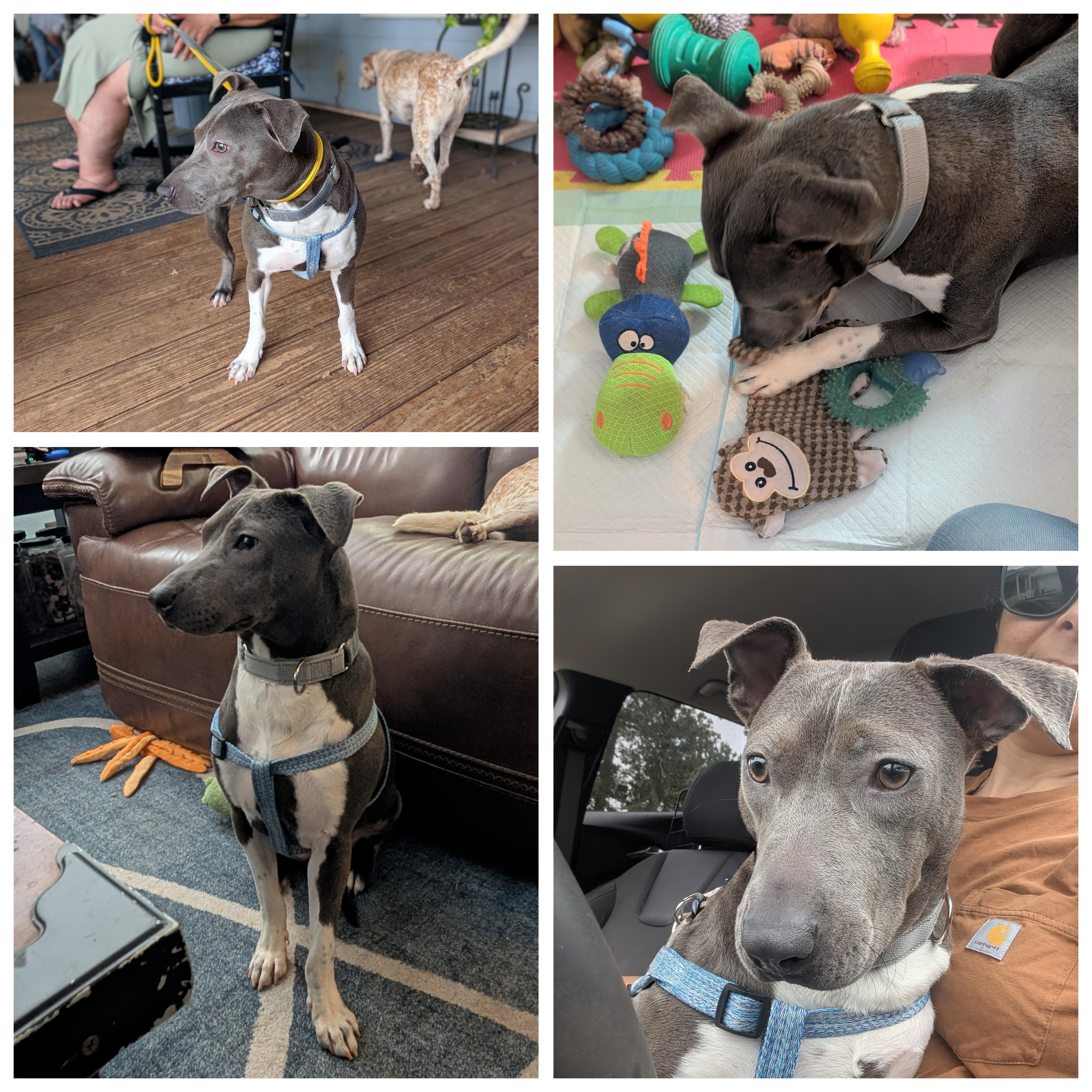 Maya, a Adoptable mixed breed in Kearney, MO image 2/6