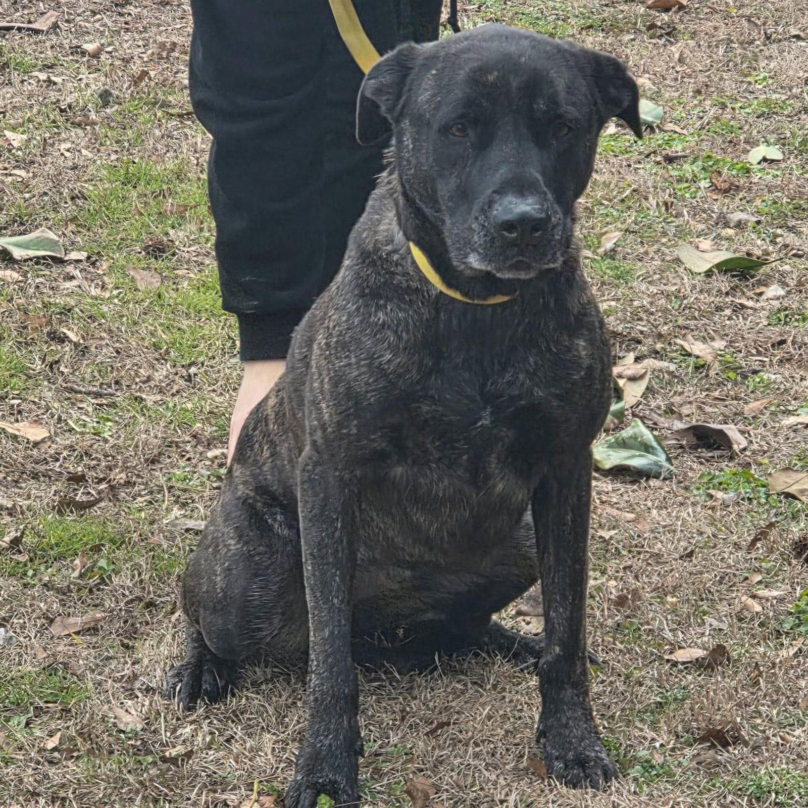 PYPER LOWER FEE, a Adoptable Terrier in Hagerstown, MD image 2/2