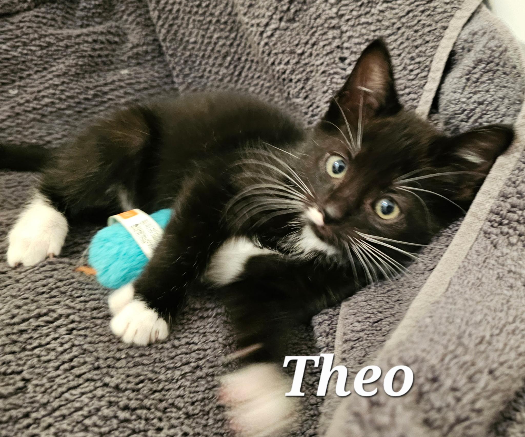 Enlarge Theo, a ADOPTABLE Tuxedo in Pasco, WA image 1/2