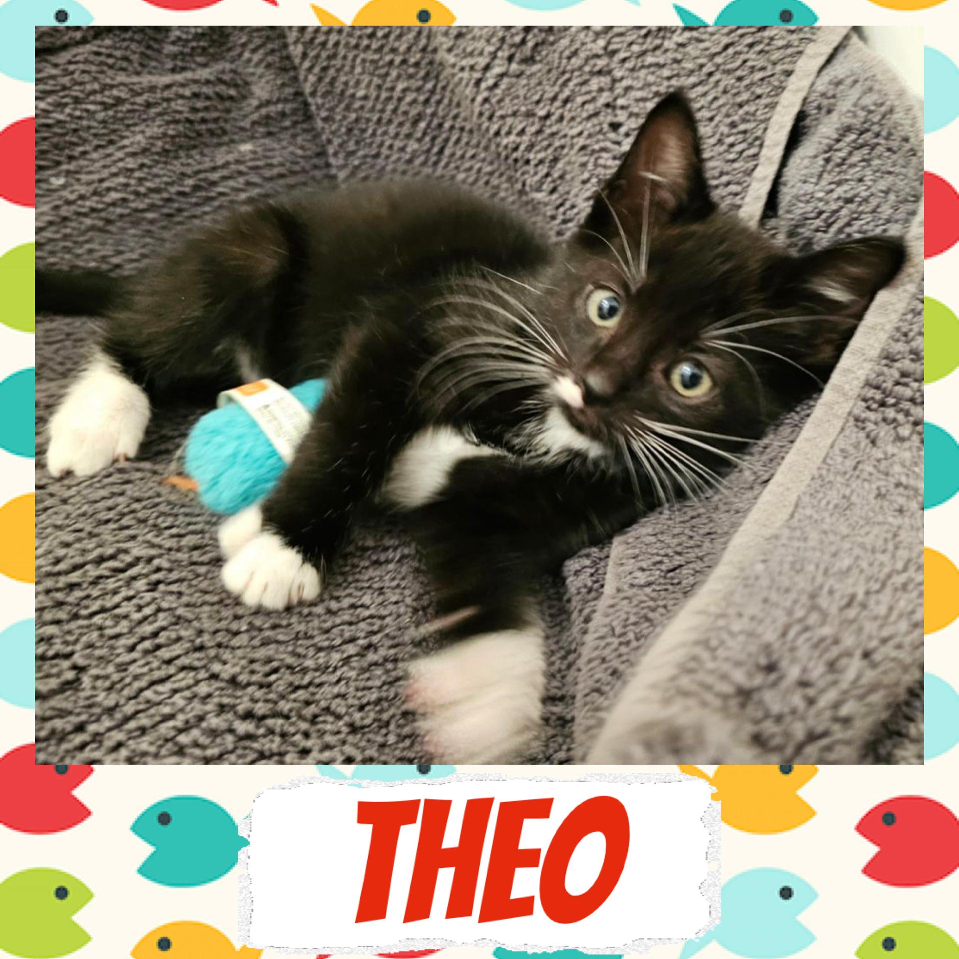 Enlarge Theo, a ADOPTABLE Tuxedo in Pasco, WA image 2/2