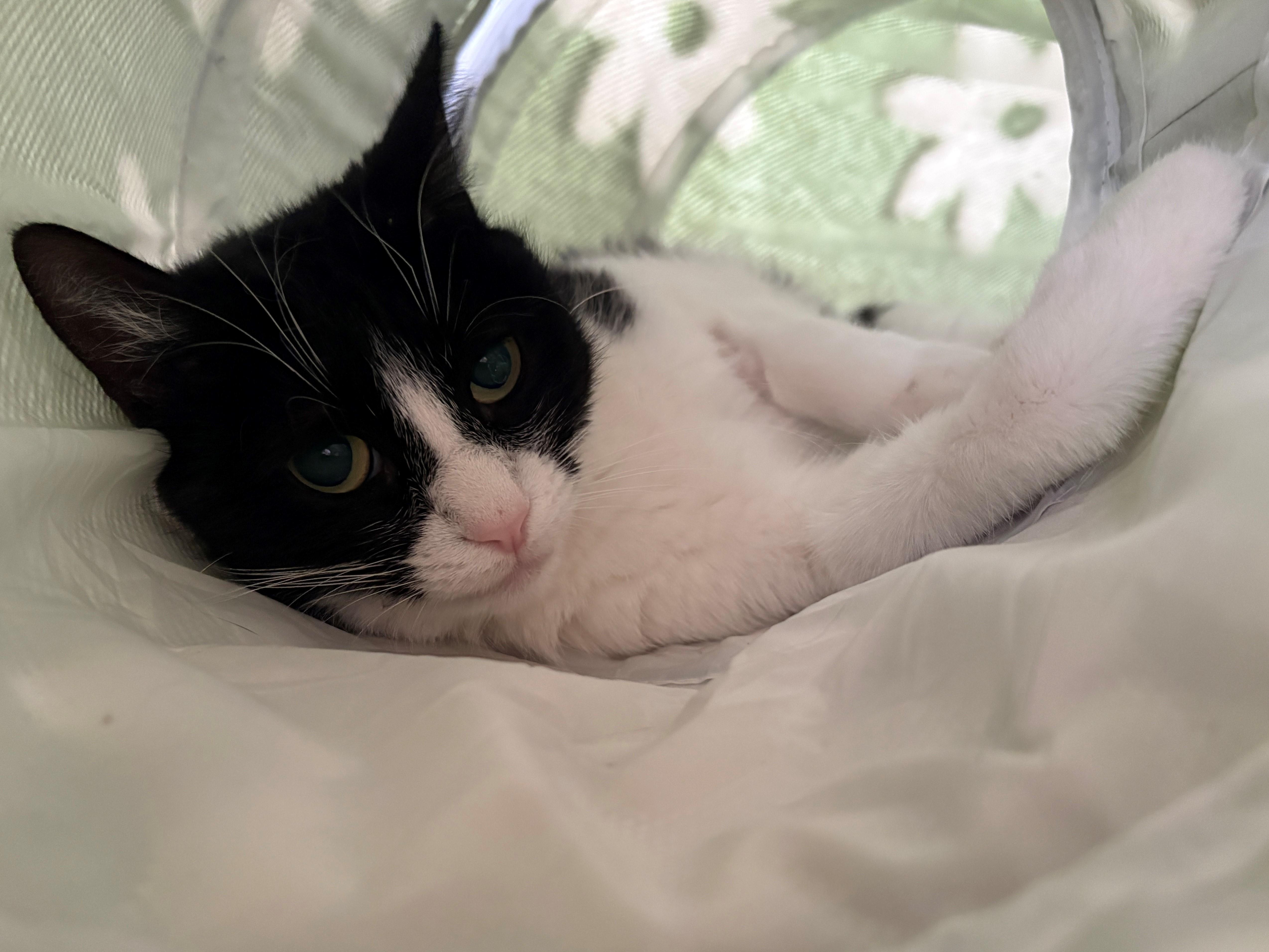 Enlarge Cindy Lou, a ADOPTABLE Domestic Short Hair in Mission Viejo, CA image 1/2