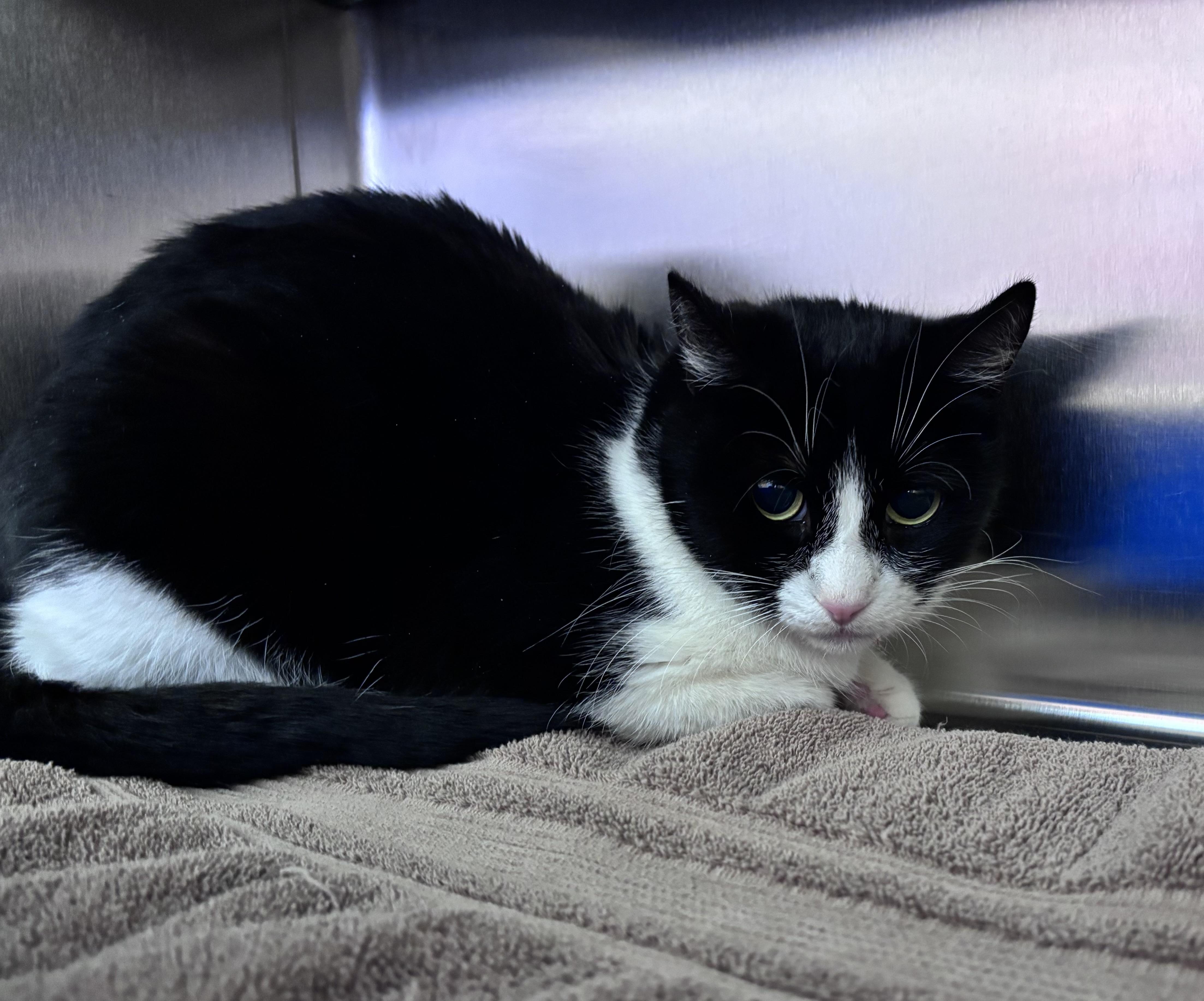 Enlarge Cindy Lou, a ADOPTABLE Domestic Short Hair in Mission Viejo, CA image 2/2