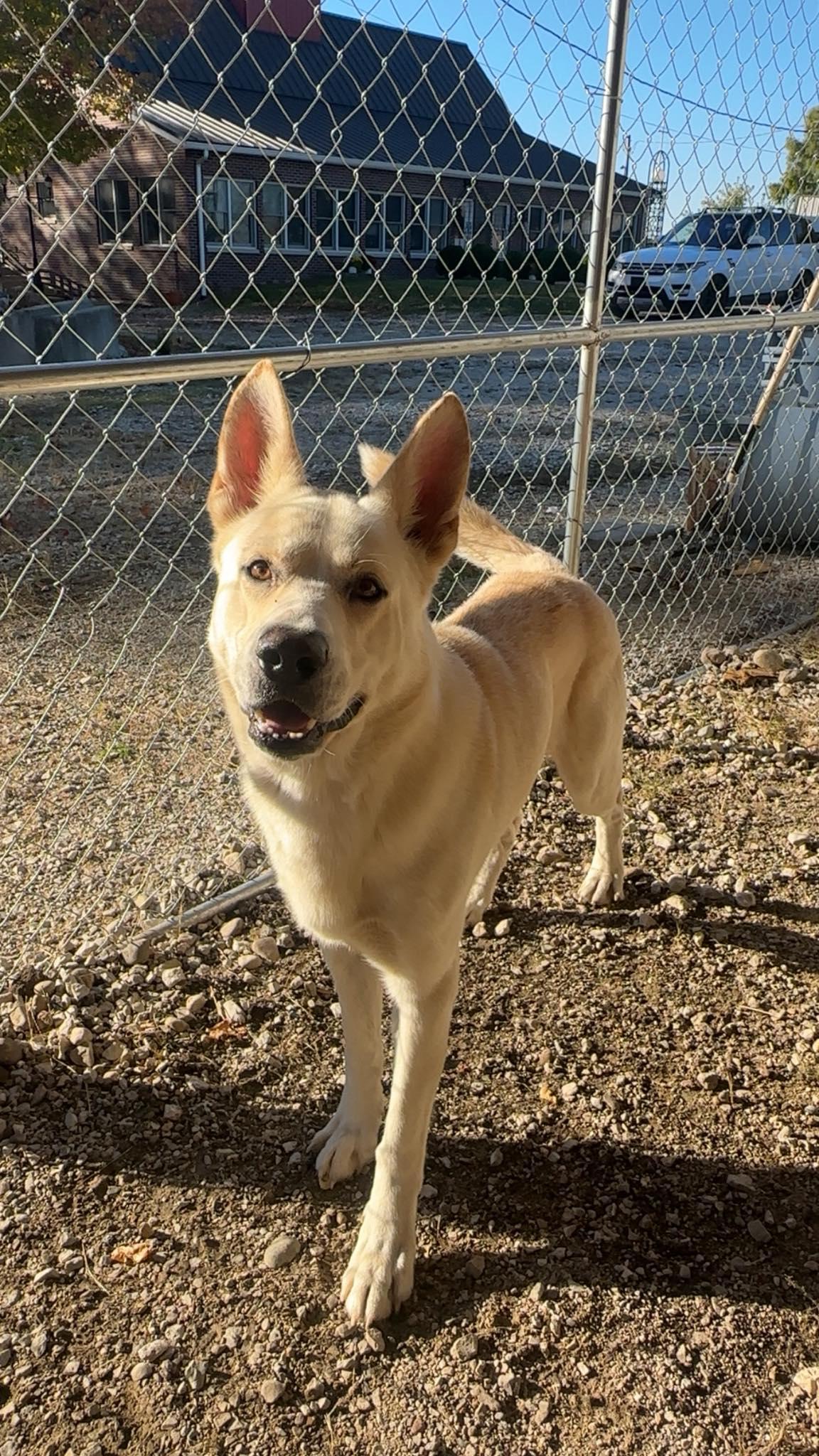 Rufus, Adoptable, Adult Male German Shepherd Dog & Siberian Husky.