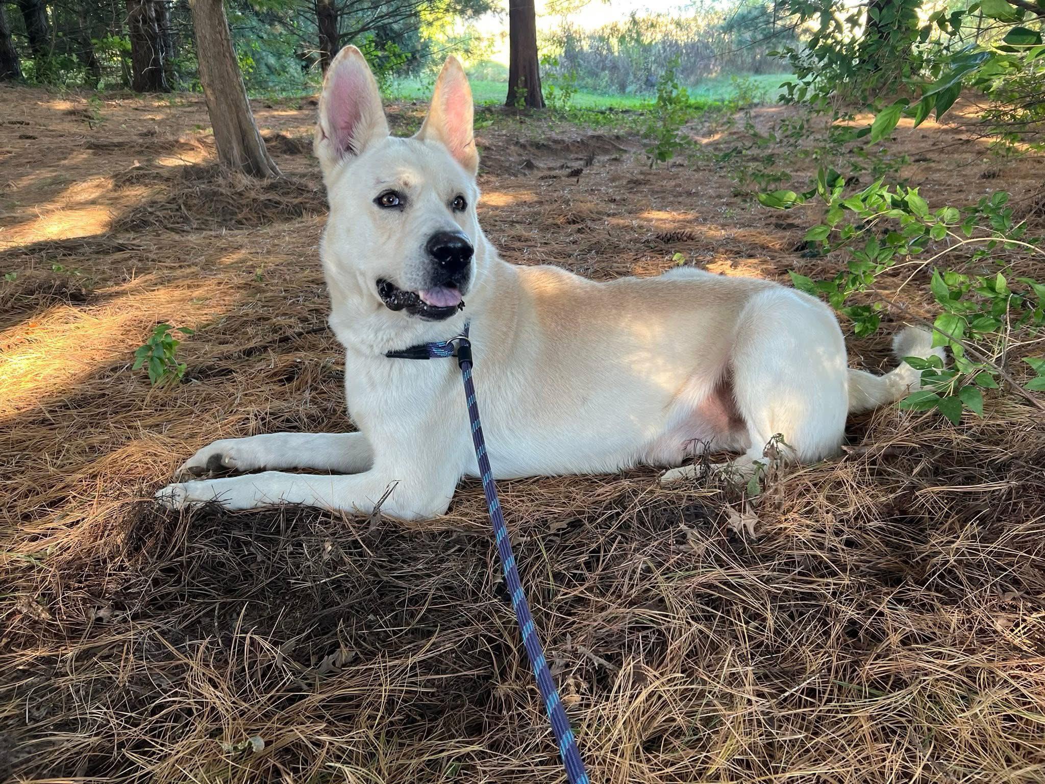 Enlarge Rufus, a Adoptable mixed breed in Terre Haute, IN image 4/6