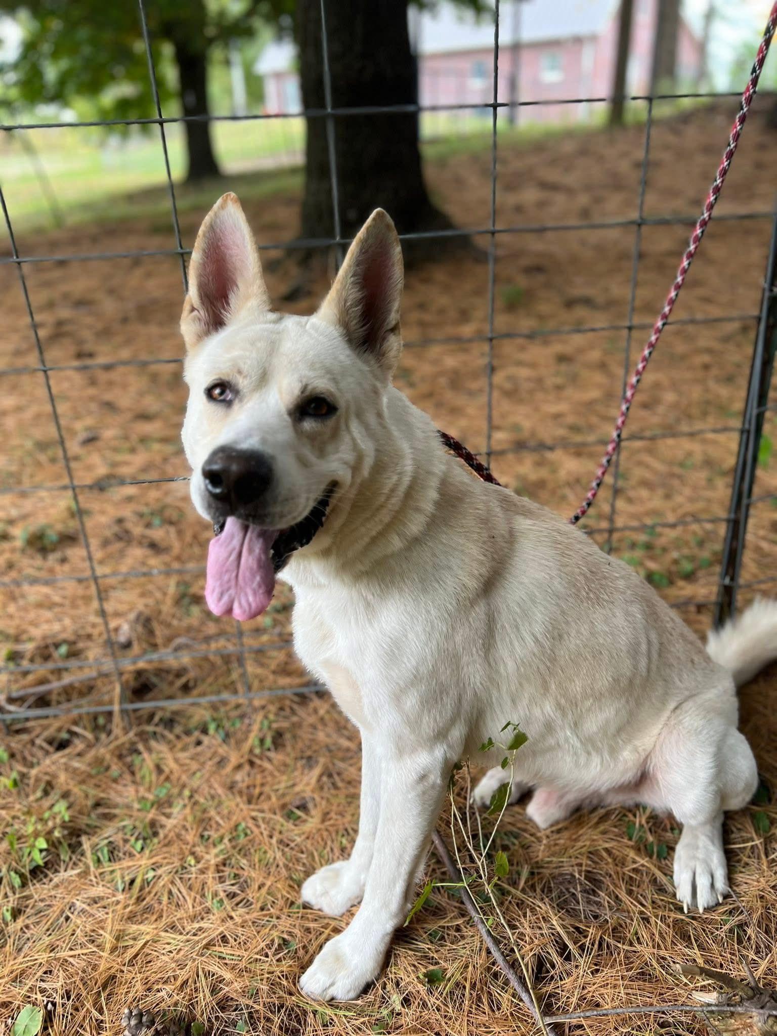 Enlarge Rufus, a Adoptable mixed breed in Terre Haute, IN image 6/6