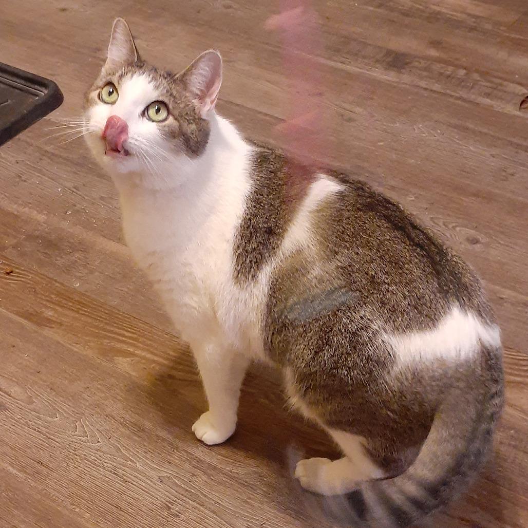 Brian, Adoptable, Adult Male Domestic Short Hair.