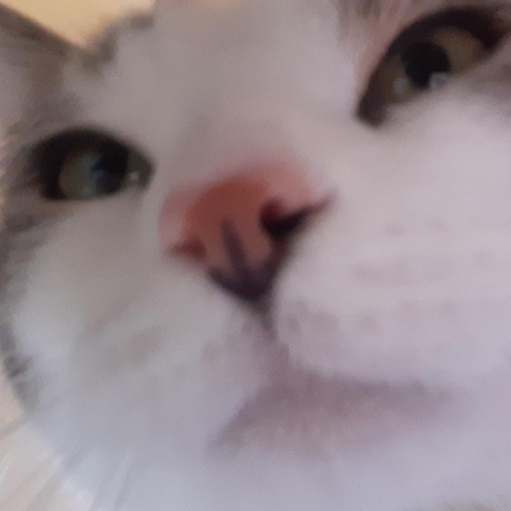 Enlarge Brian, a Adoptable Domestic Short Hair in Pittsburgh, PA image 2/6