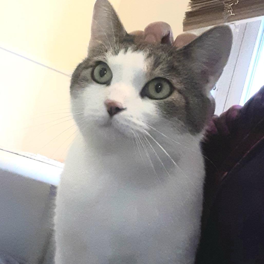 Enlarge Brian, a Adoptable Domestic Short Hair in Pittsburgh, PA image 4/6