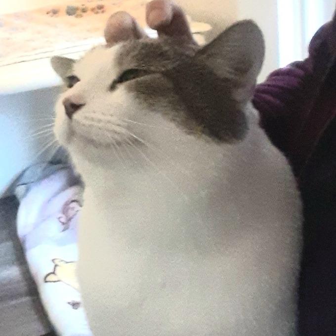 Enlarge Brian, a Adoptable Domestic Short Hair in Pittsburgh, PA image 5/6