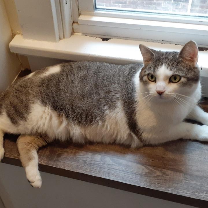 Enlarge Brian, a Adoptable Domestic Short Hair in Pittsburgh, PA image 6/6