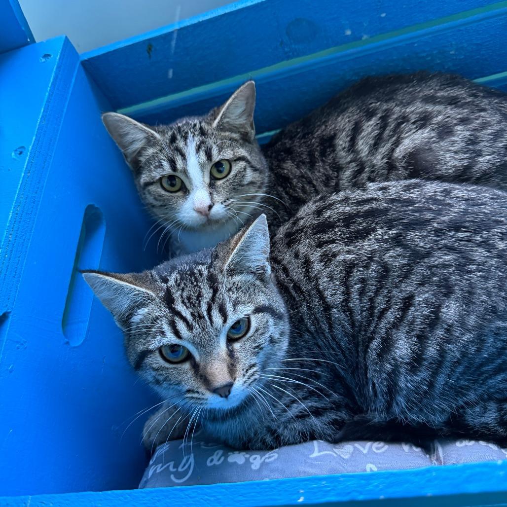 Harpo, Adoptable, Young Female Domestic Short Hair.