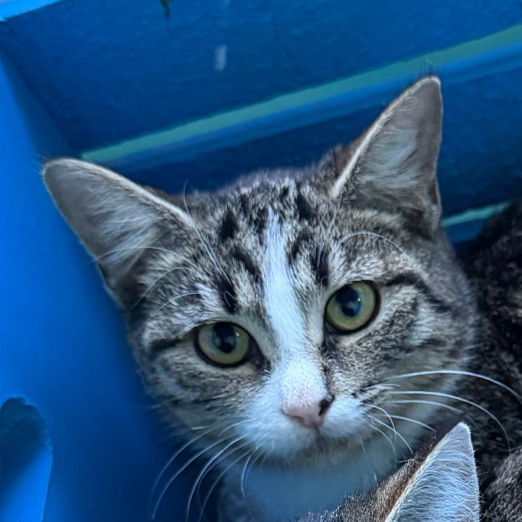 Harpo, a Adoptable Domestic Short Hair in Marion, VA image 3/4