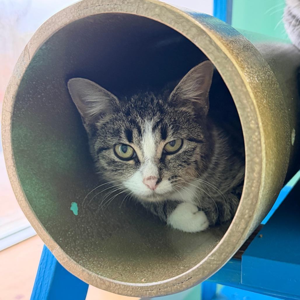 Harpo, a Adoptable Domestic Short Hair in Marion, VA image 4/4