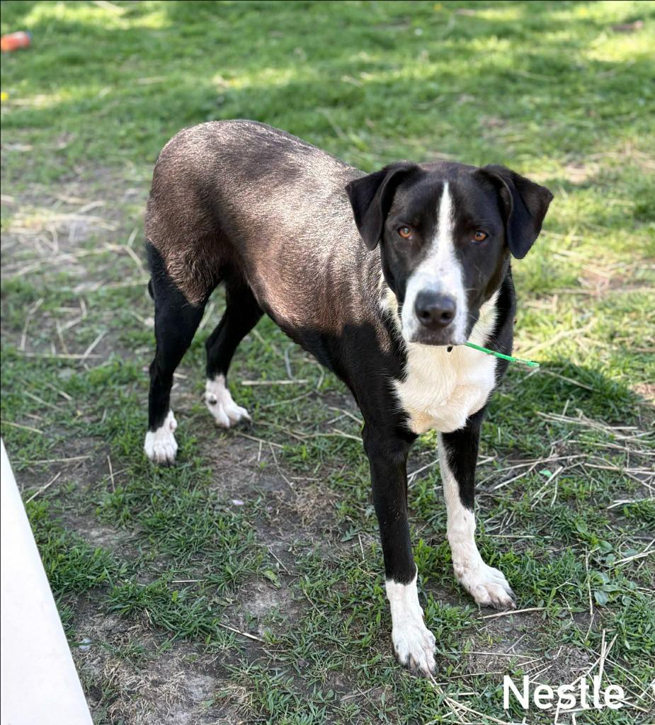 Enlarge Nestle, a Adoptable mixed breed in sun prairie, WI image 1/1