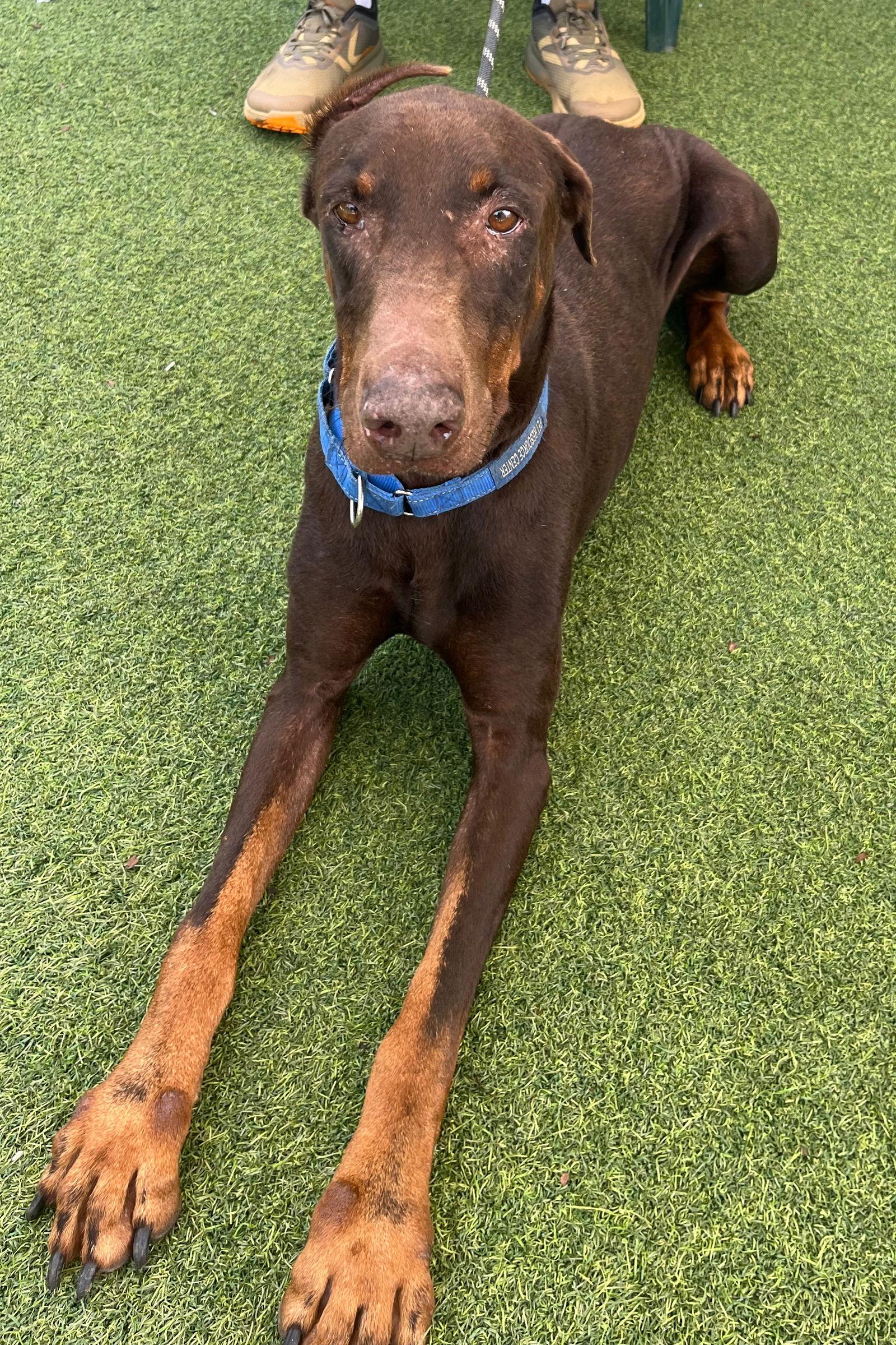 Sway 3498, a Adoptable Doberman Pinscher in Oakland Park, FL image 1/3