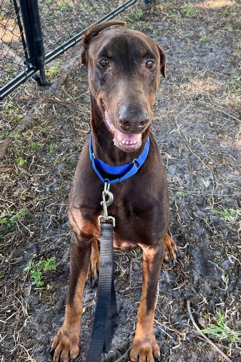 Sway 3498, a Adoptable Doberman Pinscher in Oakland Park, FL image 2/3