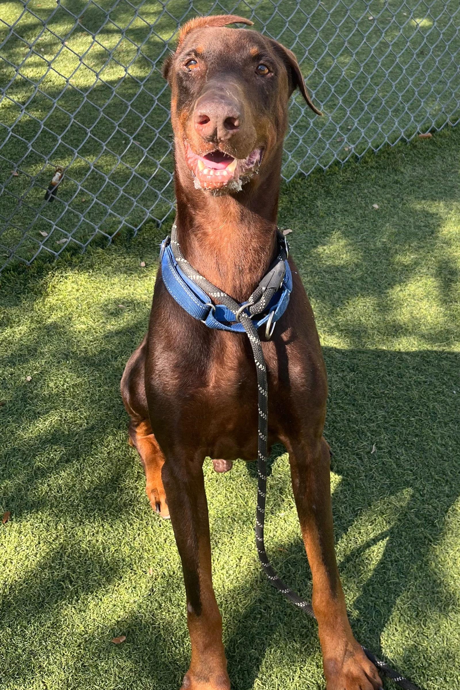 Sway 3498, a Adoptable Doberman Pinscher in Oakland Park, FL image 2/3