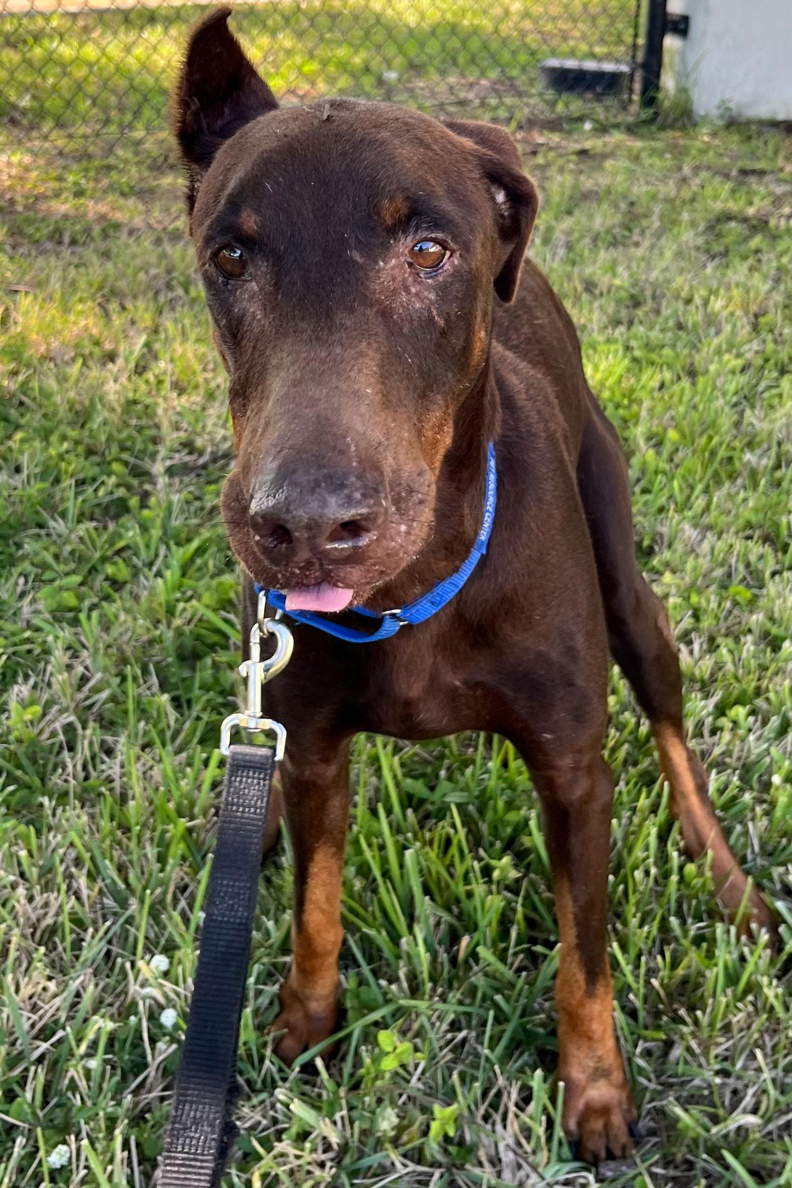 Sway 3498, a Adoptable Doberman Pinscher in Oakland Park, FL image 3/3