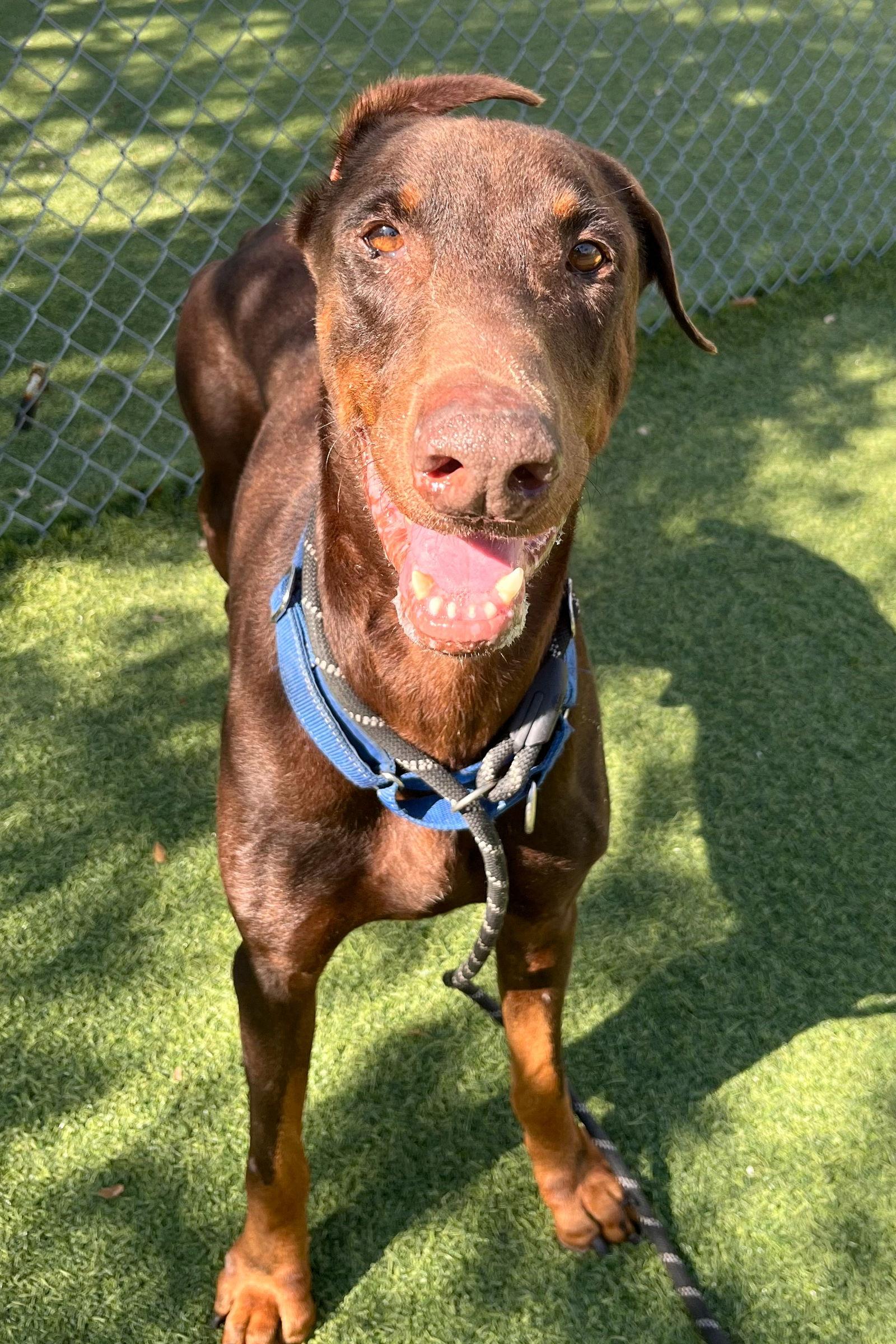Sway 3498, a Adoptable Doberman Pinscher in Oakland Park, FL image 3/3