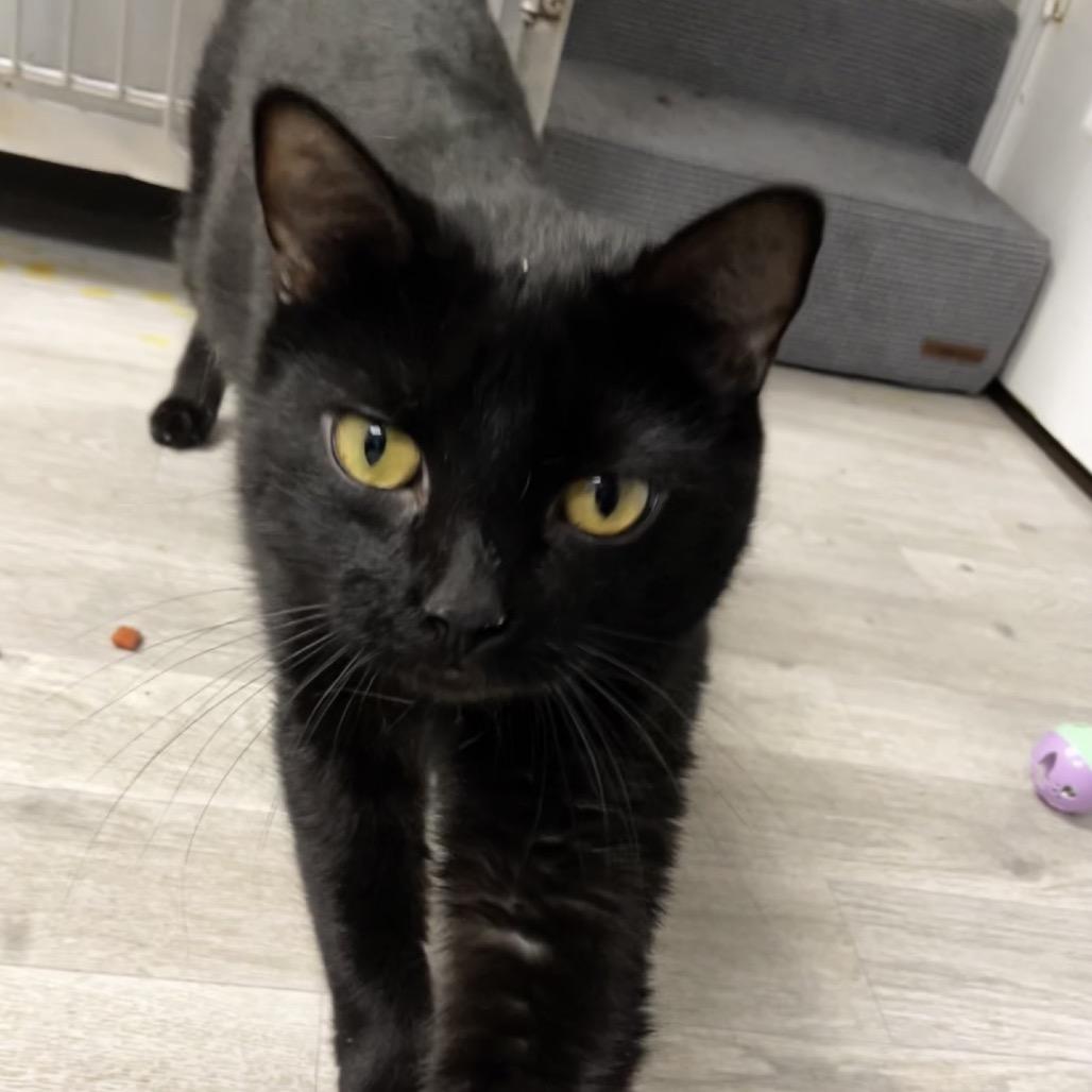 Enlarge Moon, a Adoptable Domestic Short Hair in Uniontown, PA image 2/3