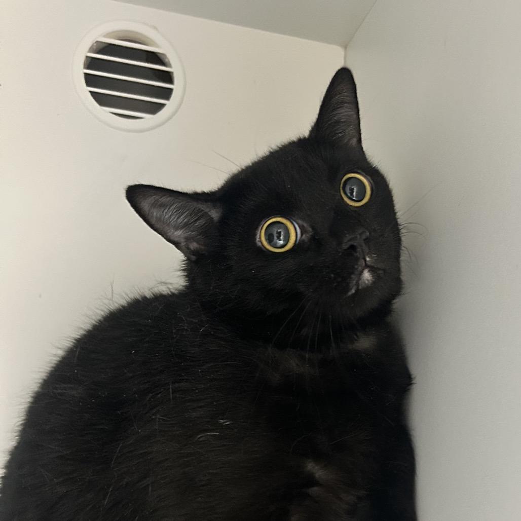 Enlarge Moon, a Adoptable Domestic Short Hair in Uniontown, PA image 3/3