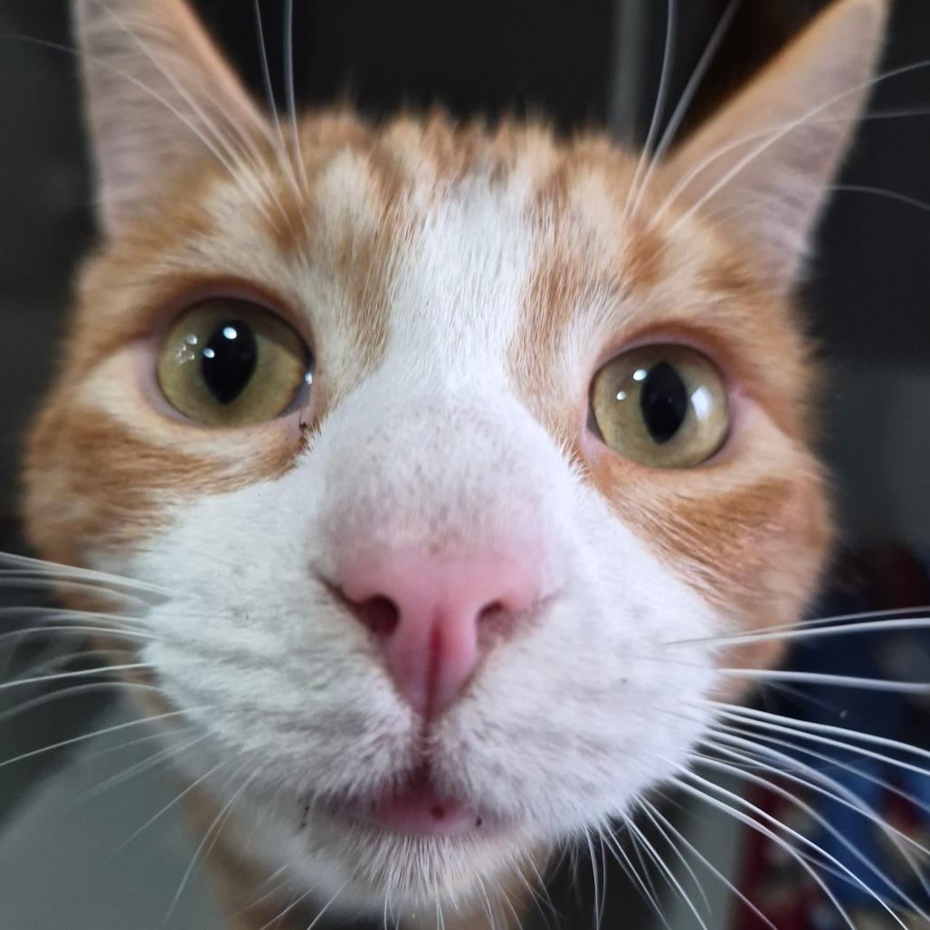 Enlarge Baxter, a Adoptable Domestic Short Hair in Bismarck, ND image 1/3