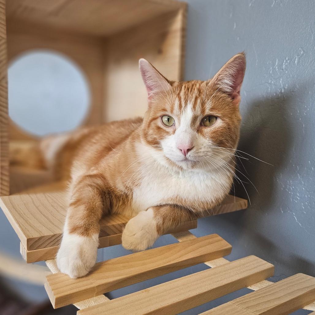 Enlarge Baxter, a Adoptable Domestic Short Hair in Bismarck, ND image 2/3