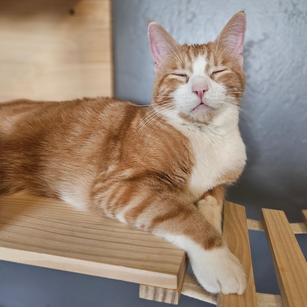 Enlarge Baxter, a Adoptable Domestic Short Hair in Bismarck, ND image 3/3
