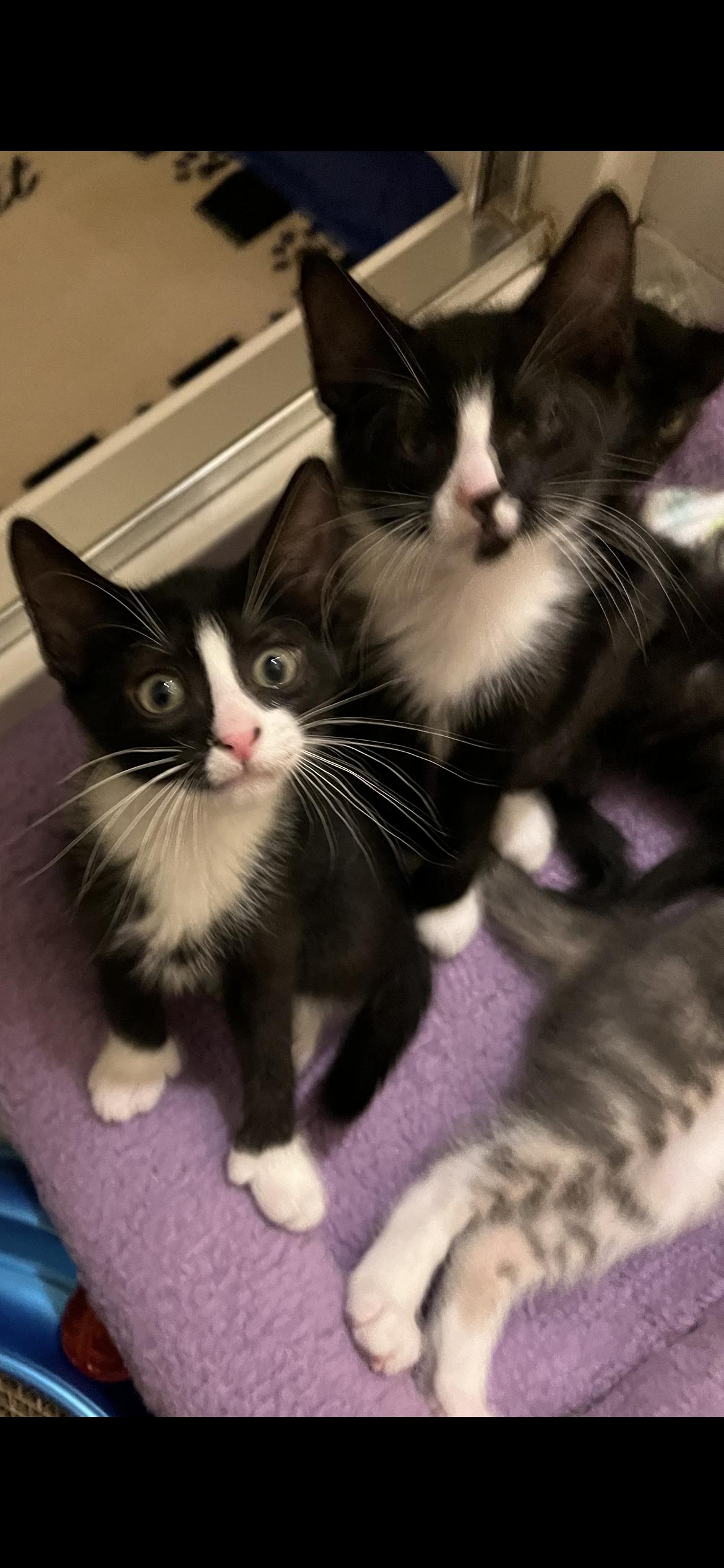 Mini Cooper & Cruise, Adopted, Kitten Female Domestic Short Hair.