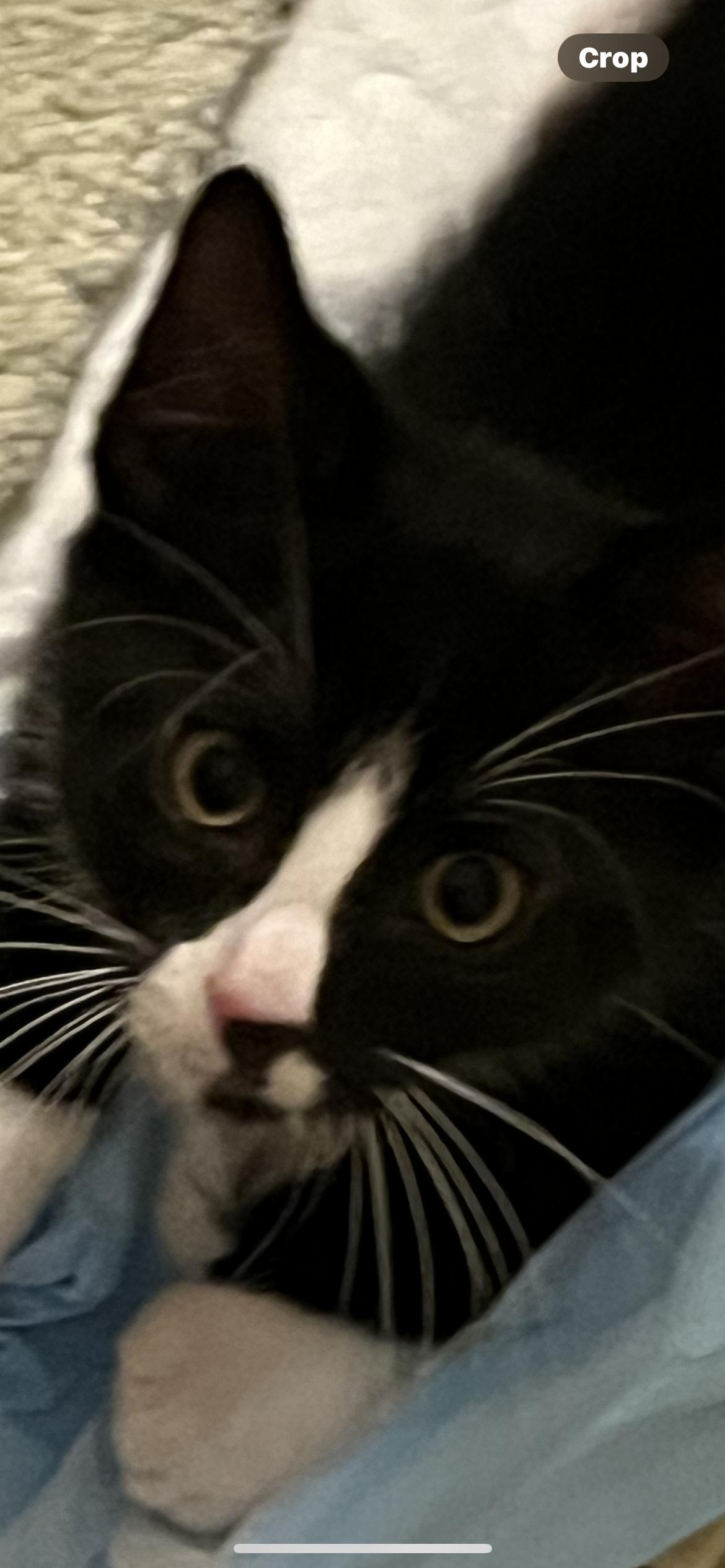 Enlarge Mini Cooper & Cruise, a Adopted Domestic Short Hair in Belleville, NJ image 3/4