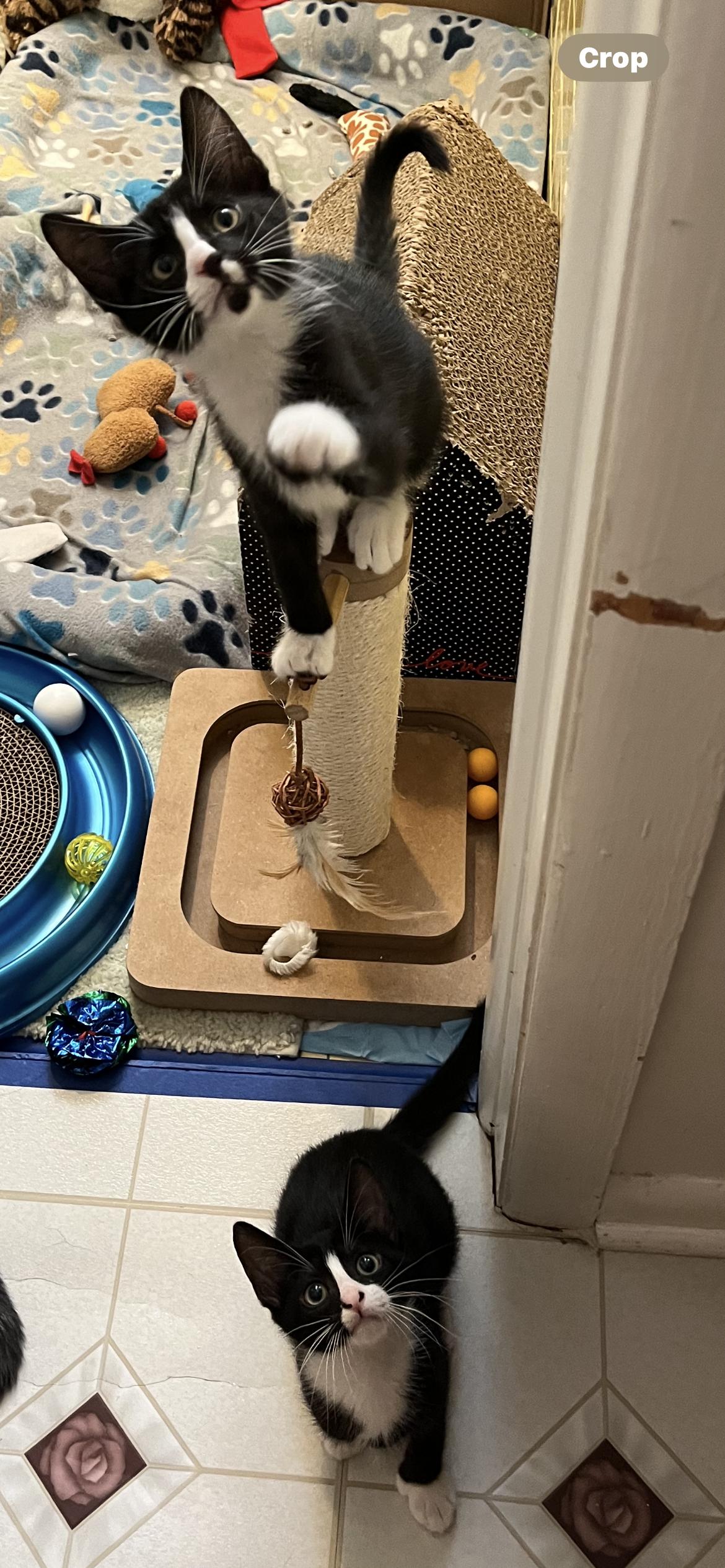 Enlarge Mini Cooper & Cruise, a Adopted Domestic Short Hair in Belleville, NJ image 4/4