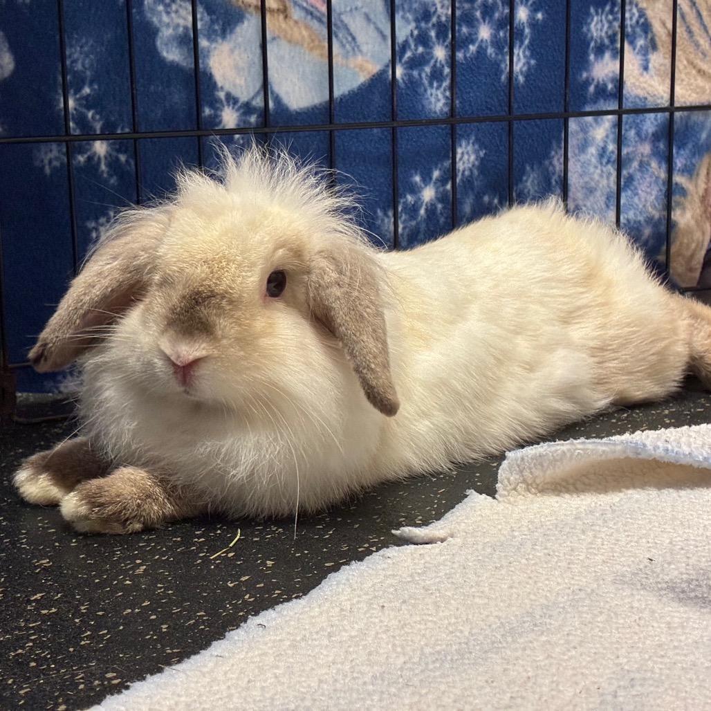 Enlarge Scorpion, a Adoptable American in West Olive, MI image 5/6