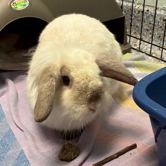 Enlarge Scorpion, a Adoptable American in West Olive, MI image 6/6