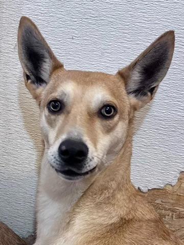 Coleman, a Adoptable Australian Kelpie in Thompson Falls, MT image 1/2