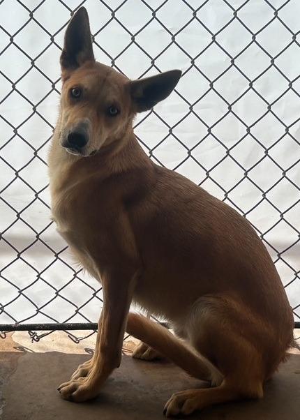 Coleman, Adoptable, Young Male Australian Kelpie.