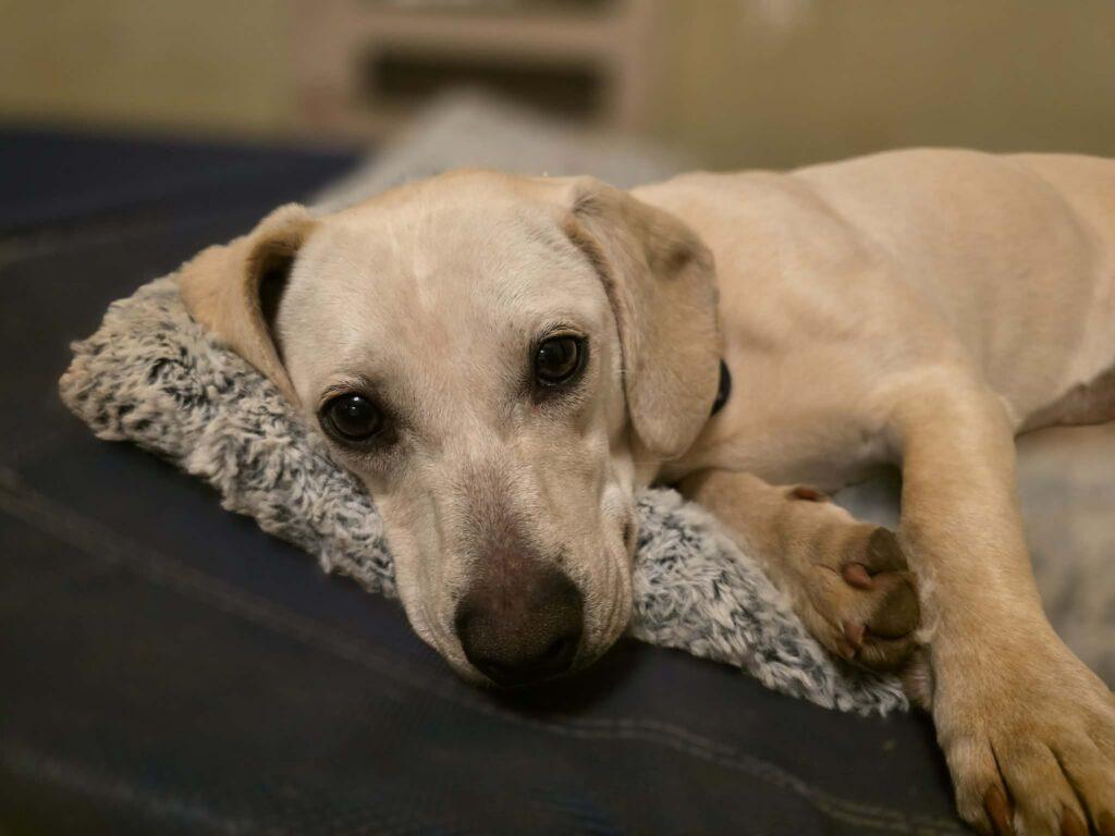 Suki, ADOPTABLE, Young Female Beagle.