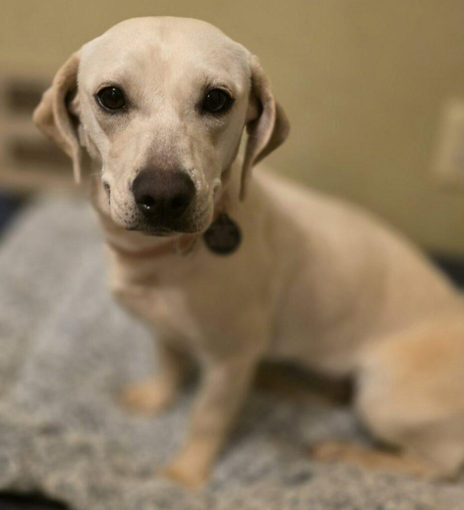 Suki, a ADOPTABLE mixed breed in Red Hook, NY image 5/6