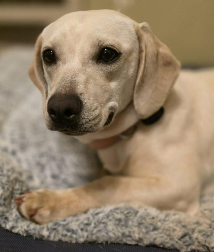 Suki, a ADOPTABLE mixed breed in Red Hook, NY image 3/6