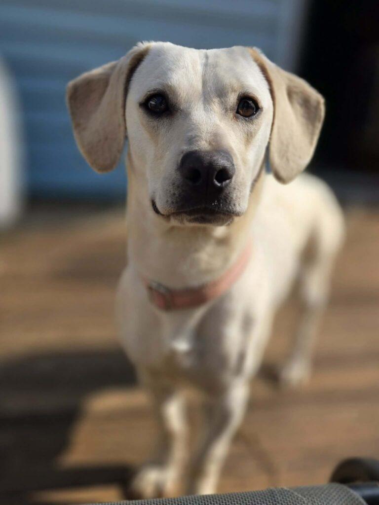 Suki, a ADOPTABLE mixed breed in Red Hook, NY image 2/6