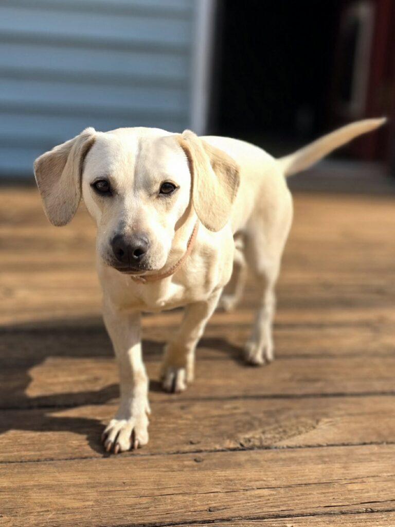 Suki, a ADOPTABLE mixed breed in Red Hook, NY image 6/6