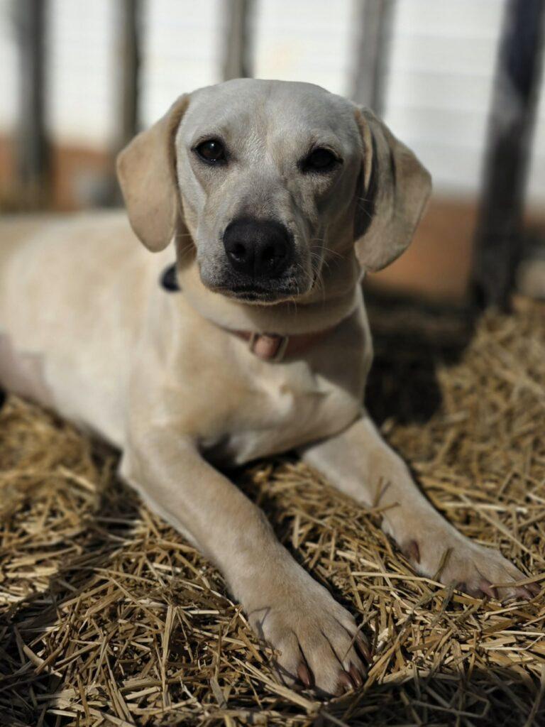 Suki, a ADOPTABLE mixed breed in Red Hook, NY image 4/6