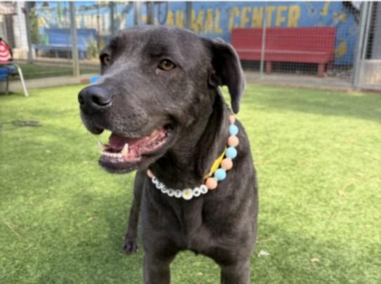 HILDA, Adoptable, Young Female Labrador Retriever & Mixed Breed.