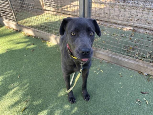 HILDA, Adoptable, Young Female Labrador Retriever & Mixed Breed.