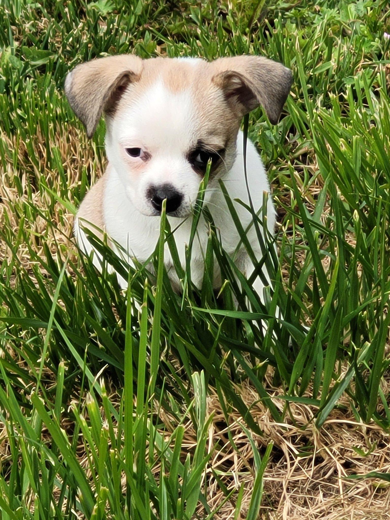 Aiko, Adopted, Young Female Chihuahua & Shih Tzu.