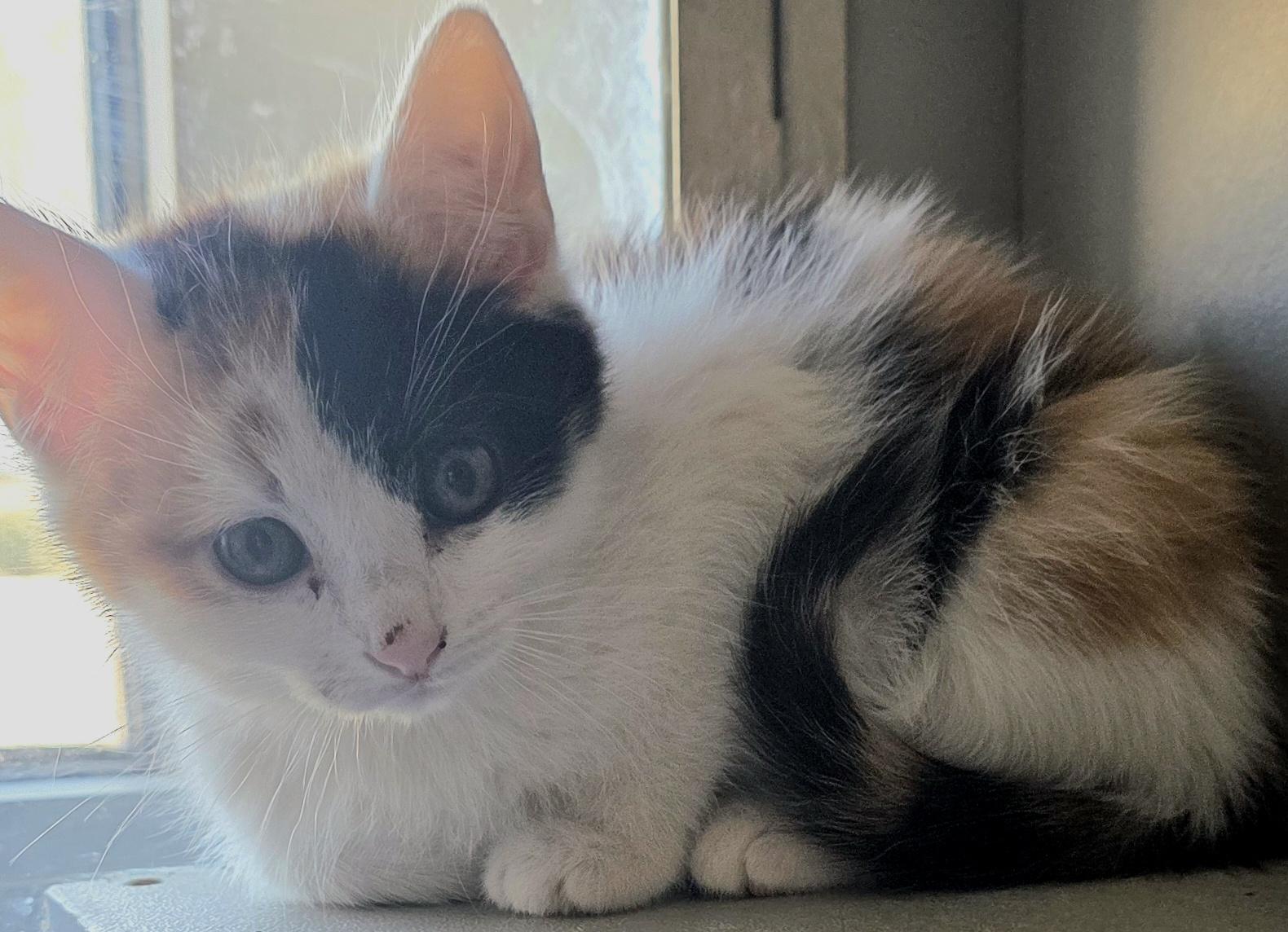 Babs Bunny, Adoptable, Young Female Domestic Long Hair & Domestic Short Hair.
