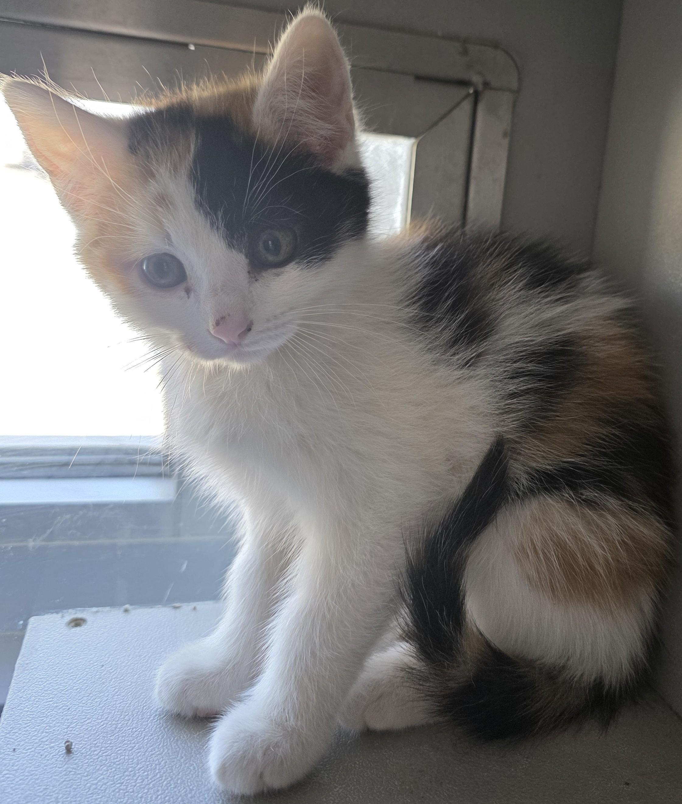 Enlarge Babs Bunny, a Adoptable mixed breed in Edgewood, NM image 3/3