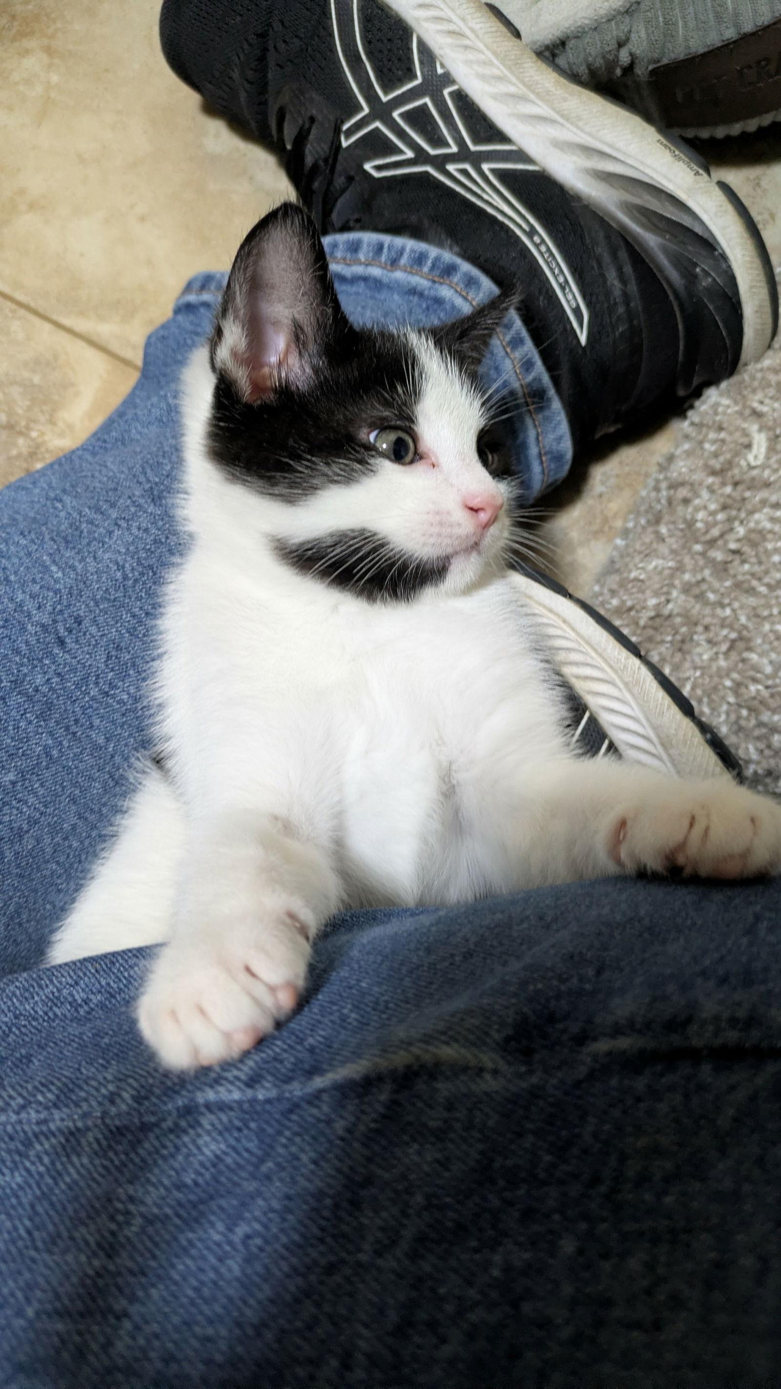 Enlarge Sailor, a Adoptable Domestic Short Hair in King George, VA image 1/2