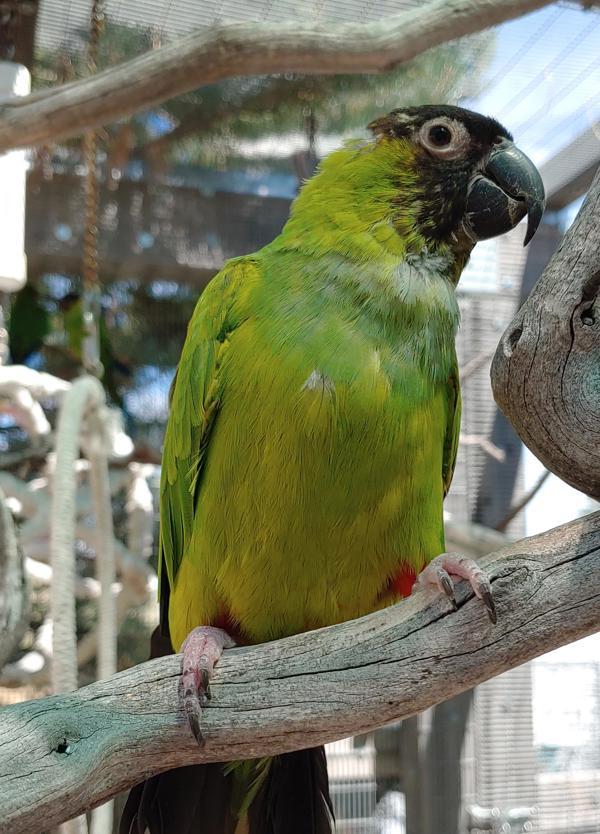 Enlarge Dinger, a Adoptable Conure in Elizabeth, CO image 1/6