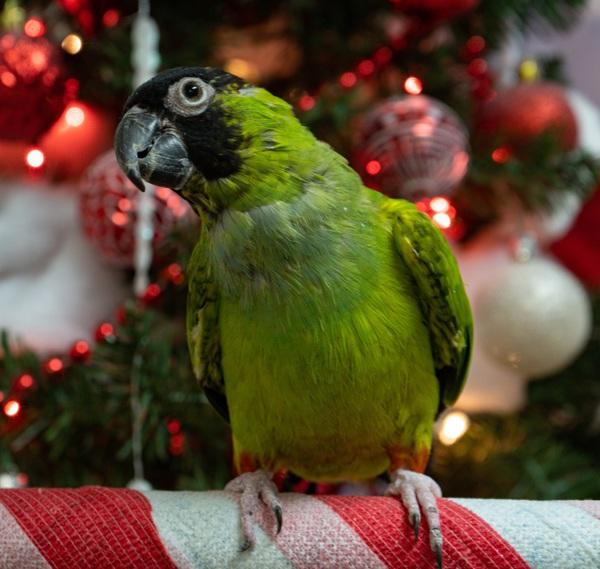 Enlarge Dinger, a Adoptable Conure in Elizabeth, CO image 2/6