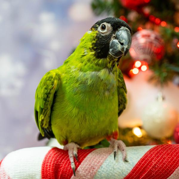 Enlarge Dinger, a Adoptable Conure in Elizabeth, CO image 3/6